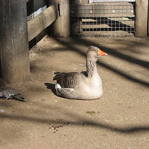 Featherdale 2012 - Domestic Greylag Goose