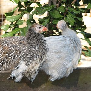 Featherdale 2012 - Helmeted Guineafowl