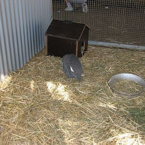 Featherdale 2012 - Helmeted Guineafowl and flight-restricted Spotted Dove