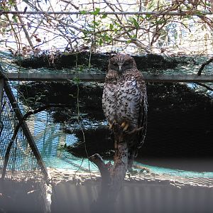 Featherdale 2012 - Powerful Owl