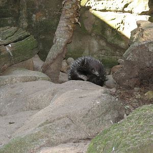 Featherdale 2012 - Short-beaked Echidna