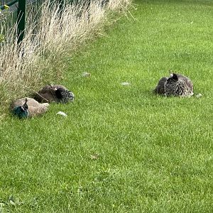 Free-ranging Indian Peafowl at Johnsons of Old Hurst (October 2023)