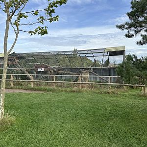 Leopard Cat Enclosure at Johnsons of Old Hurst (October 2023)