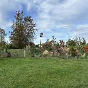 Emu / Wallaby / Mara Enclosure at Johnsons of Old Hurst (October 2023)