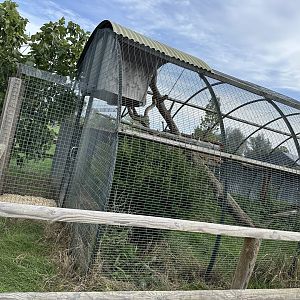 Leopard Cat Enclosure at Johnsons of Old Hurst (October 2023)