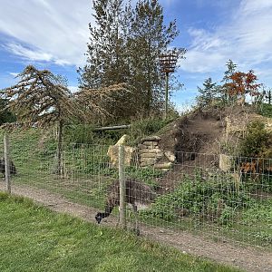 Emu / Wallaby / Mara Enclosure at Johnsons of Old Hurst (October 2023)