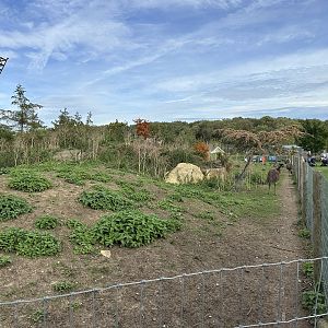 Emu / Wallaby / Mara Enclosure at Johnsons of Old Hurst (October 2023)