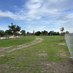 Mixed Paddock at Johnsons of Old Hurst (October 2023)