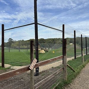 Lion Enclosure at Johnsons of Old Hurst (October 2023)
