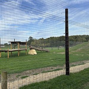 Lion Enclosure at Johnsons of Old Hurst (October 2023)