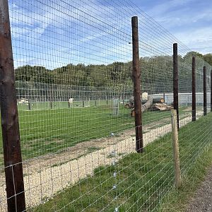 Lion Enclosure at Johnsons of Old Hurst (October 2023)