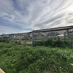 Eurasian Lynx Enclosure at Johnsons of Old Hurst (October 2023)