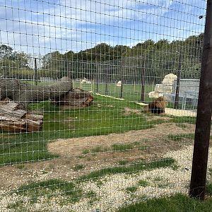 Lion Enclosure at Johnsons of Old Hurst (October 2023)