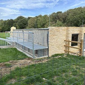 Lion Runs / Housing at Johnsons of Old Hurst (October 2023)