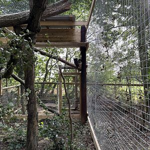 Spectacled Owl Enclosure at Johnsons of Old Hurst (October 2023)