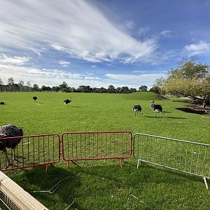 Mixed Paddock at Johnsons of Old Hurst (October 2023)