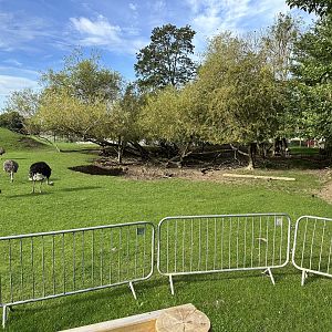 Mixed Paddock at Johnsons of Old Hurst (October 2023)