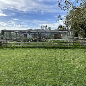 Eurasian Lynx Enclosure at Johnsons of Old Hurst (October 2023)