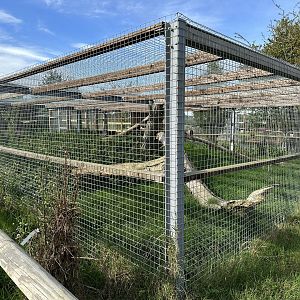 Eurasian Lynx Enclosure at Johnsons of Old Hurst (October 2023)