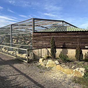 Cougar Enclosure at Johnsons of Old Hurst (October 2023)