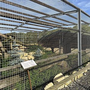 Cougar Enclosure at Johnsons of Old Hurst (October 2023)