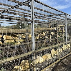 Cougar Enclosure at Johnsons of Old Hurst (October 2023)