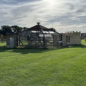 Mixed Aviary at Johnsons of Old Hurst (October 2023)