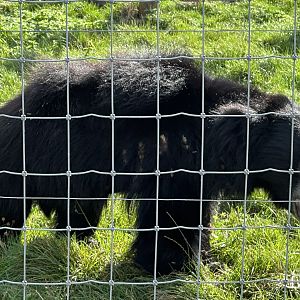 Sloth Bear at Johnsons of Old Hurst (October 2023)