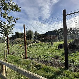 Sloth Bear Enclosure at Johnsons of Old Hurst (October 2023)