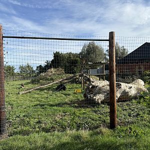 Sloth Bear Enclosure at Johnsons of Old Hurst (October 2023)