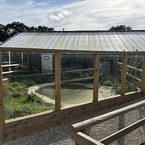 Outdoor Crocodile Enclosure at Johnsons of Old Hurst (October 2023)