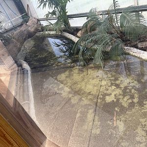 Broad-snouted Caiman Enclosure at Johnsons of Old Hurst (October 2023)