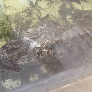 Broad-snouted Caiman att Johnsons of Old Hurst (October 2023)