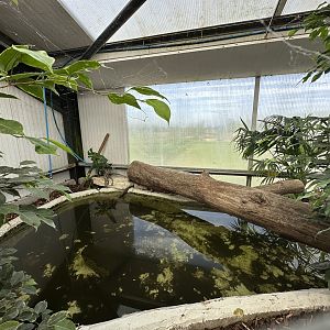 Broad-snouted Caiman Enclosure at Johnsons of Old Hurst (October 2023)