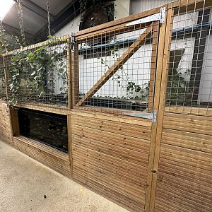 Cichlid Tank at Johnsons of Old Hurst (October 2023)