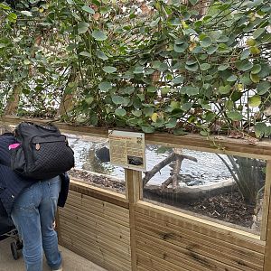 Giant Asian Pond Turtle Enclosure at Johnsons of Old Hurst (October 2023)