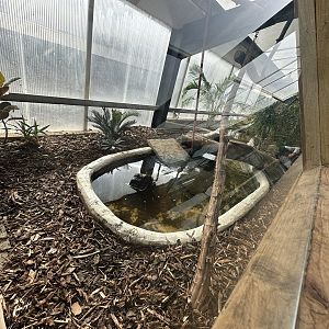 Dwarf Crocodile Enclosure at Johnsons of Old Hurst (October 2023)