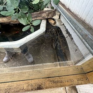 Burmese Python at Johnsons of Old Hurst (October 2023)