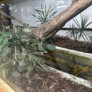 Nile Monitor Enclosure at Johnsons of Old Hurst (October 2023)