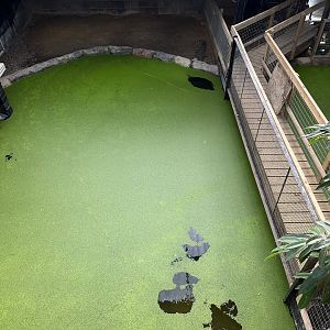 Crocodile Enclosure at Johnsons of Old Hurst (October 2023)