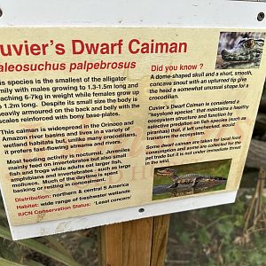 Cuvier's Dwarf Caiman Signage at Johnsons of Old Hurst (October 2023)