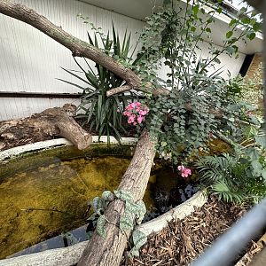 Cuvier's Dwarf Caiman Enclosure at Johnsons of Old Hurst (October 2023)