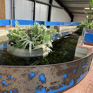 Tropical House Fish Tank at Johnsons of Old Hurst (October 2023)