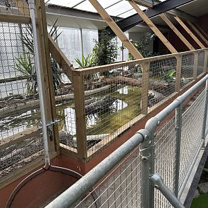 Crocodile Nursery Enclosure at Johnsons of Old Hurst (October 2023)