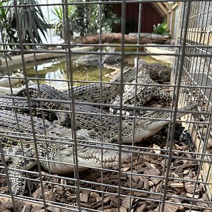 Crocodile Nursery Enclosure at Johnsons of Old Hurst (October 2023)