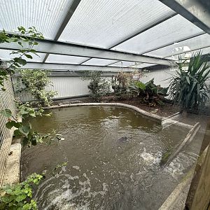 Spectacled Caiman Enclosure at Johnsons of Old Hurst (October 2023)