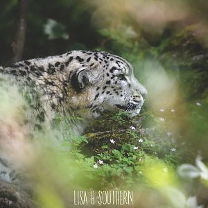 Snow Leopard