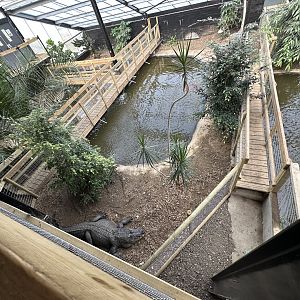 American Alligator Enclosure at Johnsons of Old Hurst (October 2023)