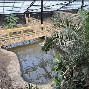 American Alligator Enclosure at Johnsons of Old Hurst (October 2023)