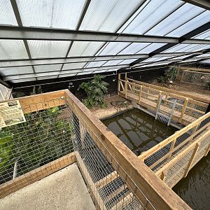 Broad-snouted Caiman Enclosure at Johnsons of Old Hurst (October 2023)